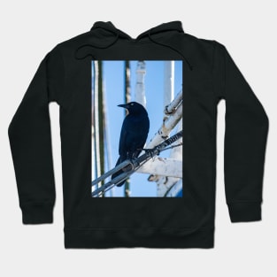 male boat-tailed grackle Hoodie